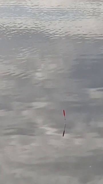 Красивая поклёвка карася на поплавок и хороший карась