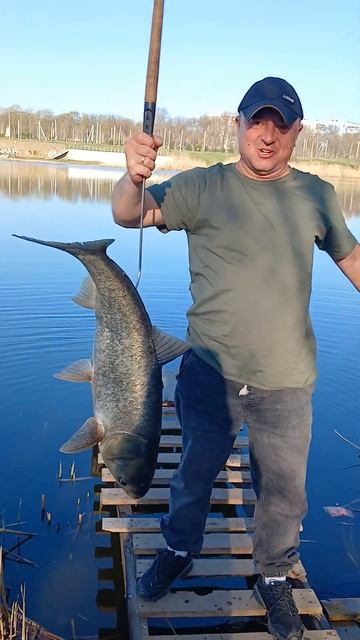 Самый большой BIG-FISH #рыбалка #спиннинг #джиг #рыба #fish #fis смотреть онлайн