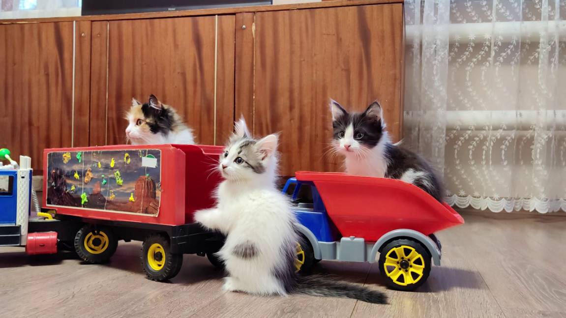 Мама-кошка и ее котята. Котята играют с детскими машинками 2. смотреть онлайн