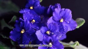 КУРКУМА СТИМУЛЯТОР РОСТА РАСТЕНИЙ И РАССАДЫ