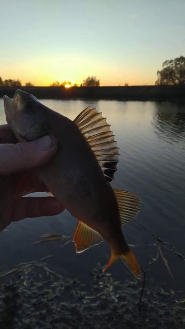 РЫБАЛКА на ПОПЛАВОЧНУЮ УДОЧКУ 🐟🎣 природа 🌲🌀🏞️ о? смотреть онлайн