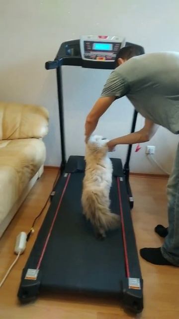 Тренировка кошки на беговой дорожке смотреть онлайн