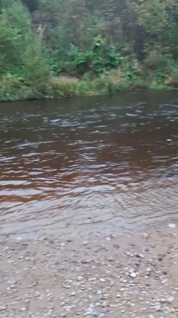 Хариус , грибы лен область река Сестра сентябрь смотреть онлайн