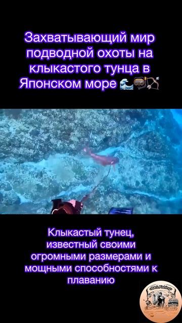Захватывающий мир подводной охоты на клыкастого тунц?