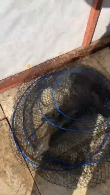 Такую крупную форель я не видел смотреть онлайн