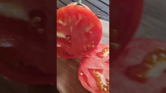 Томат - ГИГАНТ! Сорт Сланкардс (Slankar'd) США!🍅#огород #дач смотреть онлайн