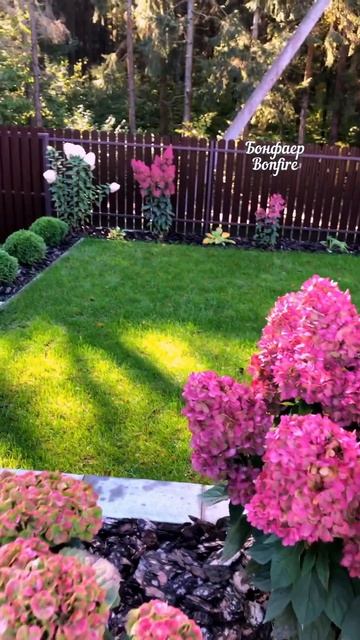 9 октября, а они все цветут🌸#садгортензий #sorts #flowers #garde