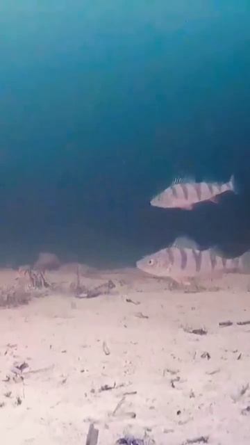 #глухозимье #рыбалка #окунь #судак #щука #раттлин #fish #fish смотреть онлайн