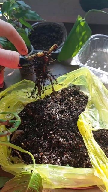 Монстера манки оказалась почти без корней 😱 #комнат? смотреть онлайн