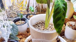 Алоказии и калатеи. Спасаю и адаптирую после покупки