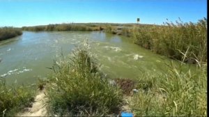 рыбалка с рогаткой Казахстан супер белый амур на 5кг #fi