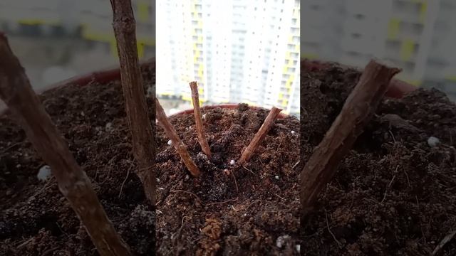 Обрезка метельчатых гортензий весной 🌿🌺 смотреть онлайн