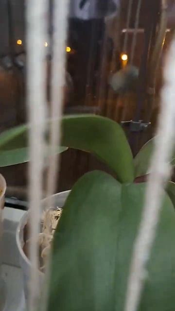 Бутоны на орхидеях в размере 1,7 и 2,5 ✨️ В ожидании чуда