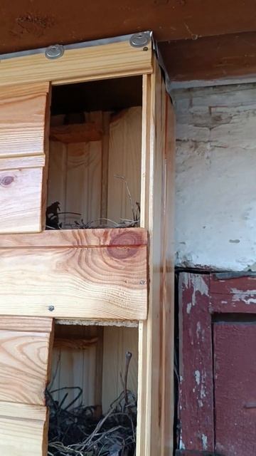 Воробьи быстро заселили двухэтажный домик смотреть онлайн