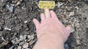 Издевательство над коровой? Или она издевается надо мной