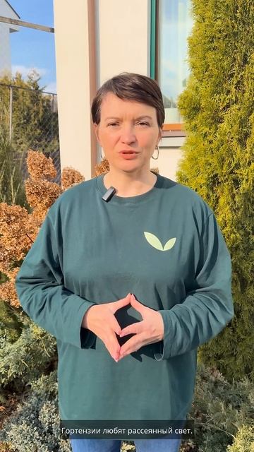 Почему гортензия не цветет? 😮💨😮💨😮💨 смотреть онлайн