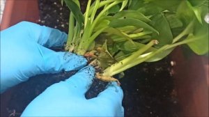 Филодендрон БИРКИН 🌺 Размножение делением куста
