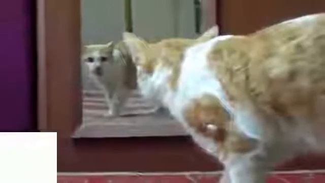 Приколы ! Зеркало и кошки смотреть онлайн