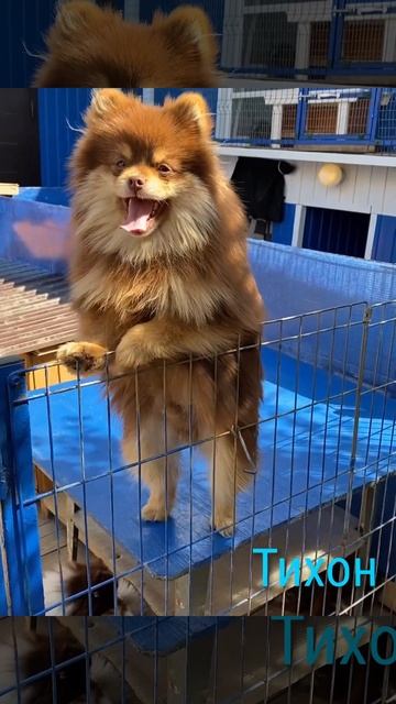 От Индиры Тихон