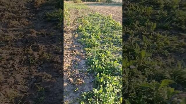 Рожь на сидерат и сорняк смотреть онлайн
