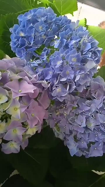 Гортензія Fabolo Blue. #flowers #love #hydrangea #продаж #hydrangeaflower #nature смотреть онлайн