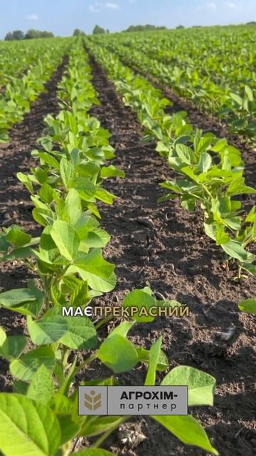 Соя 🌱 Адельфія на 📍Вінниччині. #агро #вирощуваннясої