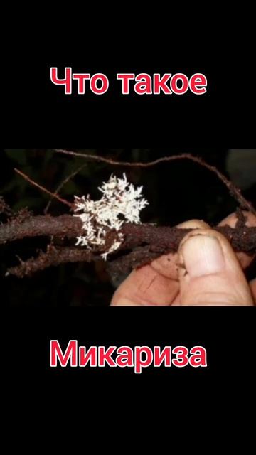 Рассада будет сильной.Что такое Микориза. смотреть онлайн