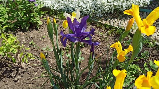 Сибирские, голландские ирисы! Зацвели! смотреть онлайн