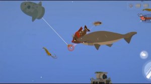 Поймал 3 ОЧЕНЬ Необычные Акулы в Fishing & Life! Рыбалка и Жиз