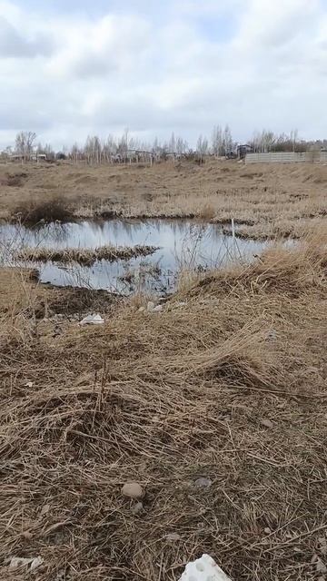 Болото в сухой балке