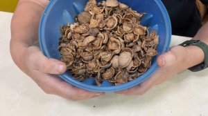Использую скорлупу ореха как разрыхлитель и как удобр