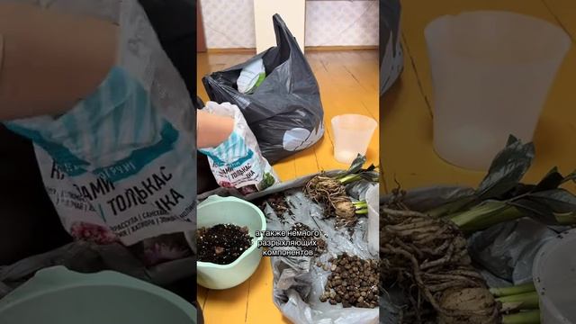 Пересаживаем замиокулькас равен 🪴 #замиокулькас #рав