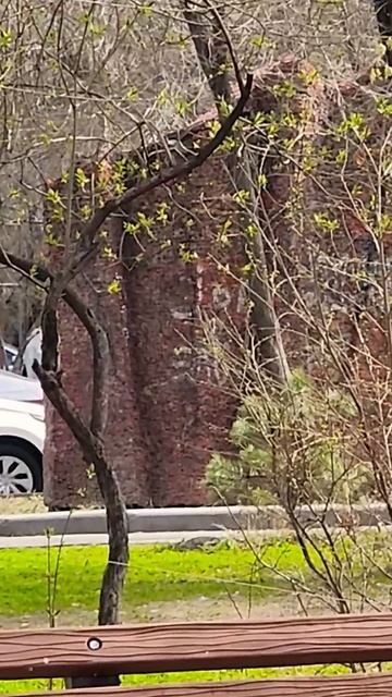 мозайка и бассейн — дворик в📍Алматы #almaty #интересные? смотреть онлайн