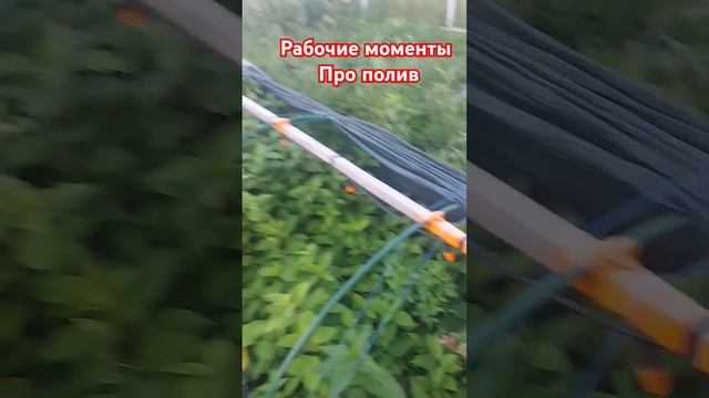 Рабочие моменты. Про полив#гортензииметельчатые