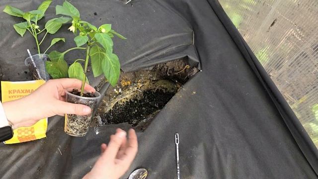 🌶️ СУПЕР-ПОДКОРМКА ДЛЯ ПЕРЦА: 2 ЛОЖКИ ДЛЯ МЕГАУРОЖАЯ! смотреть онлайн