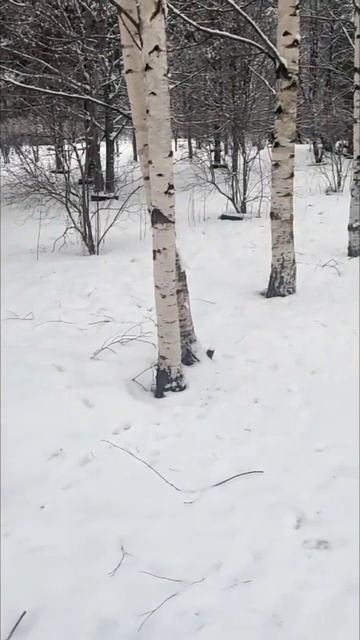 Березы. Природа смотреть онлайн