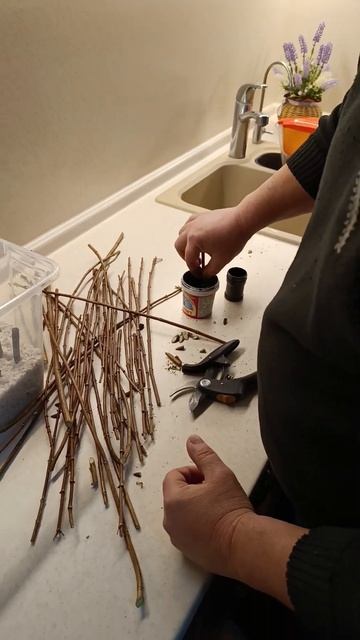 Гортензия Пандора, черенкование!