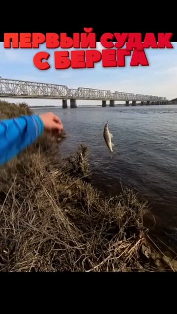 Первый судак с берега) #fishing  #bigfish #рыбалка #shorts