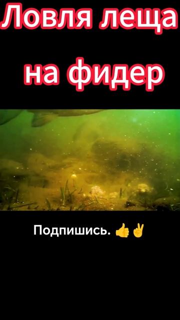 Как поймать леща на фидер. #лещ #фидер #прикормка #рыбал смотреть онлайн