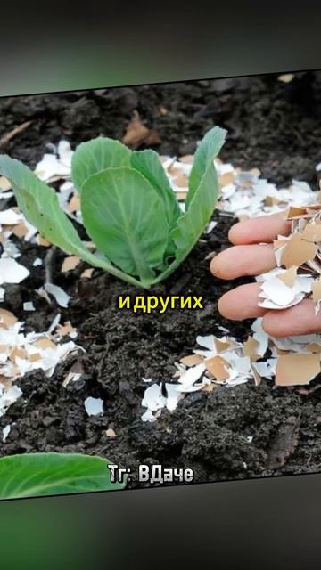 Только не выкидывай скорлупу от яиц 😱 #сад #дача #огор? смотреть онлайн