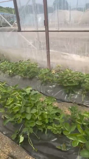 Клубника 🍓 в теплице смотреть онлайн
