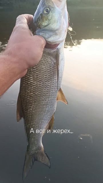 #неман #жерех #fishing #спиннинг #лодка смотреть онлайн