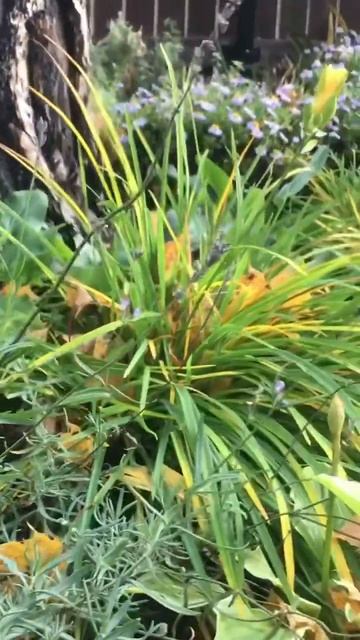 Осень в саду #хосты желтеют #астры цветут #лаванда тоже смотреть онлайн