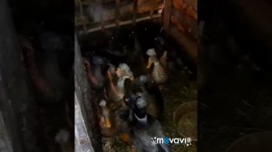 Сельскохозяйственные животные