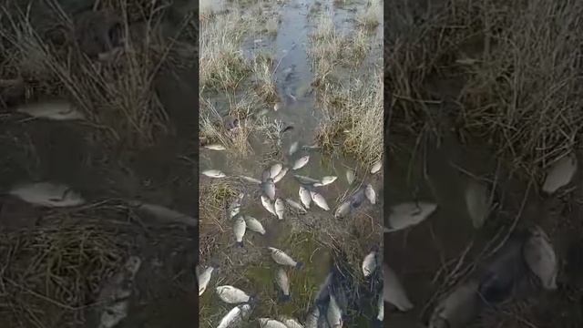 Живая рыба после потопа в поле. Пешая рыбалка 