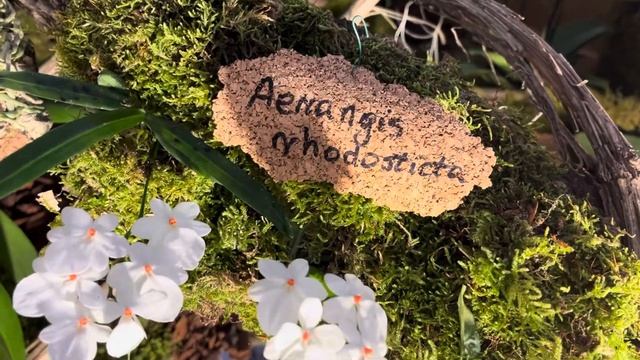 Дрезден 🦋🦋🦋 Выставка Орхидей СИНИЙ ФАЛЕНОПСИС смотреть онлайн