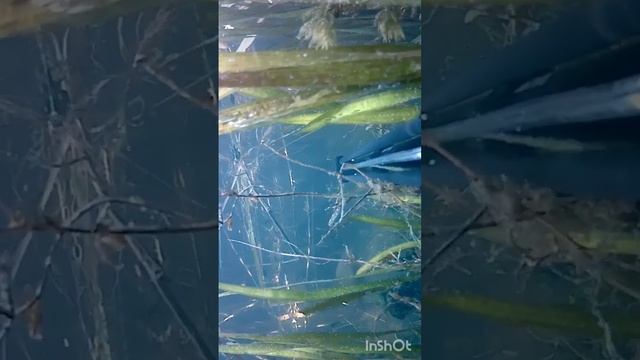 подводная охота на Егорлыке.красота подводного мира #? смотреть онлайн