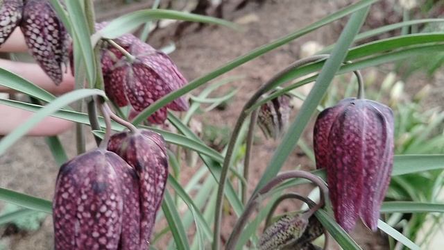 Теневой цветник вечером в апреле 2025 смотреть онлайн