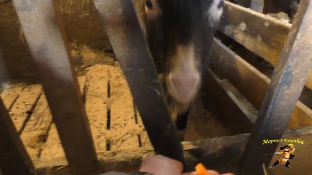 Частное подворье