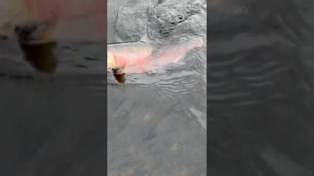 Камчатка 2024 день 22 . #камчатка #fishing #ярик_рыбак #чавыча # смотреть онлайн